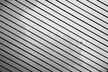 Одна маленькая птичка / ***