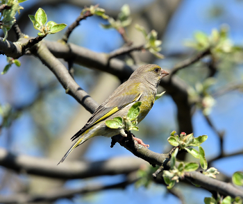 Весна / весна, птицы