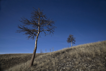 Сосны / Русский лес