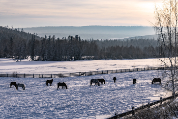 Зимний корм / ***