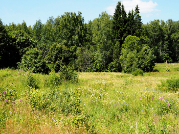 Подмосковье / Подмосковье. Июль 2024.