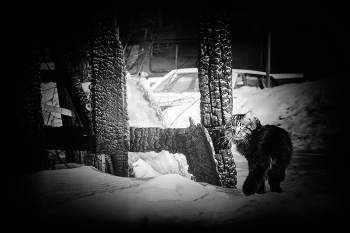 &nbsp; / ковровские зарисовки.2016 г.