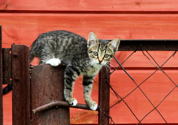 Кошечка / Преодоление препятствий