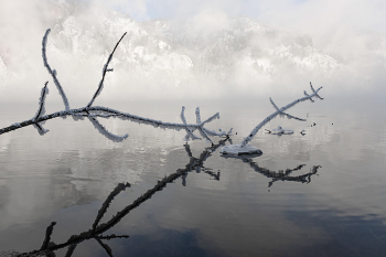 Веточки в отражении / Красноярский край. Енисей.