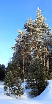 "там сосны до звёзд достают" / Сузун Новосибирская область