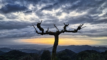&nbsp; / Alforja - ermita de Puigcerver (arbre) - Baix Camp