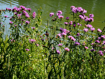 У пруда / У пруда в подмосковье. Июль 2024.