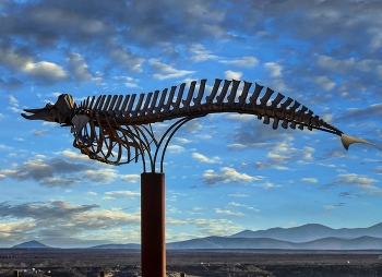 &nbsp; / El Cotillo - esqueleto de un zifio cuvier - Fuerteventura