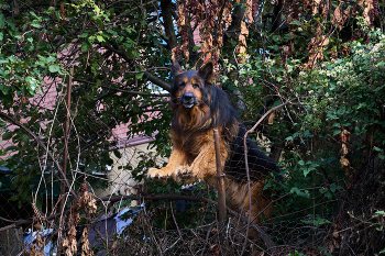 сторож / Пса я знаю уже давно. Тут еще второй по меньше будет, сейчас не видно. Когда идешь по этому проулку и прямо над тобой этот поставленный голос то становится немного не уютно. Но я не один. Со мной верный мой товарищ Парис, у него храброе сердце