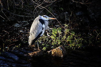 Одинокая / ***