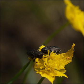 Нам нужно поговорить... / Даже у насекомых возникают проблемы в общении.
