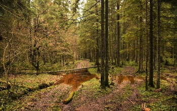"Декабрь, декабрь, плесни-ка стужи под Новый Год и колдовства..." / "Декабрь расплакался картинно,
 Льет слезы пятый день подряд.
 А мне все чудится старинный
 Его наряд сто лет назад.
 А нынче грязь, дороги в лужах,
 Кругом пожухлая листва ...
 Декабрь, декабрь, плесни-ка стужи
 Под Новый Год и колдовства!"
 Т.Лаврова