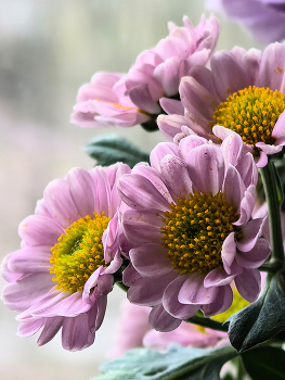 Скромное очарование декабрьского дня / Сумрачный декабрь, самые короткие дни - канун Дня энергетиков. Увидел на подоконнике очаровательную радость скромных цветочков и хочу ей со всеми поделиться. Поздравляю всех коллег энергетиков с наступающим Праздником! Счастья, здоровья, благополучия и удач! Продолжайте греть и светить!