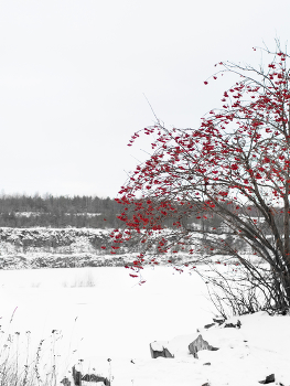 Гроздья декабря / ***