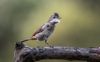 Возмущение / Серая славка всем своим видом показывает, как она сердита и недовольна присутствием человека на ее территории.