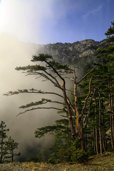 Крымская сосна / Крым, Ай-Петри