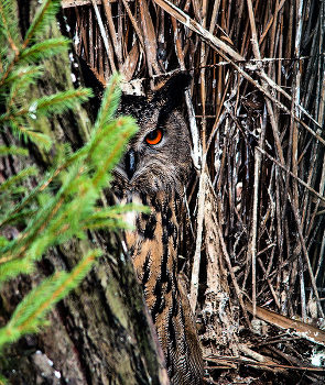 Я тебя вижу. / ***