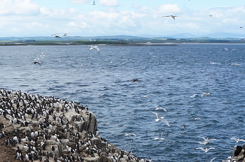 Галдень / ***