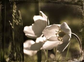 Ветреница / Ве́треница или Анемо́на (лат. Anemóne) — род многолетних травянистых цветковых растений семейства Лютиковые.
Современное научное название образовано от др.-греч. ἄνεμος — «ветер». Возможно, дословный перевод названия может означать «дочь ветров». Вероятно, название дано растению из-за его чувствительности к ветру, уже при малых порывах которого крупные лепестки цветов начинают трепетать, а цветки раскачиваться на длинных цветоносах.