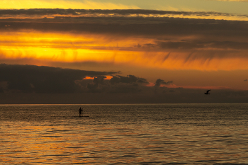 Скользящий по воде / ***