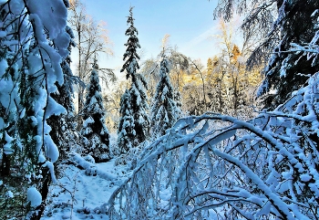"Зимний лес в объятьях тишины задремал, укутав ветки снегом..." / "Нахлобучив шапку набекрень,
 Ель стоит в снегу, как в белой вате.
 Серебром играет зимний день,
 Отливая медью на закате ..."