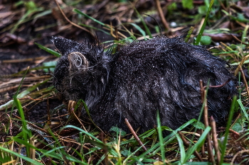 Если у Вас нету дома. / ***