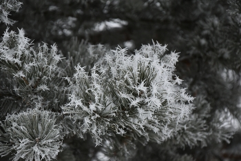 Украшения новогодние / Зимние наряды - всем к лицу