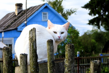 Котик / Местный красавец