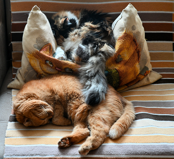 Девочки / ***