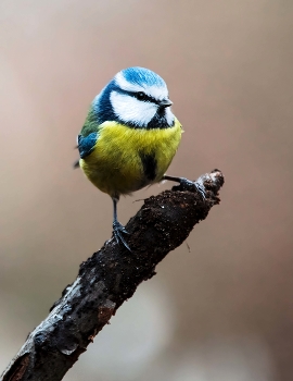 Лесная жемчужина / ***