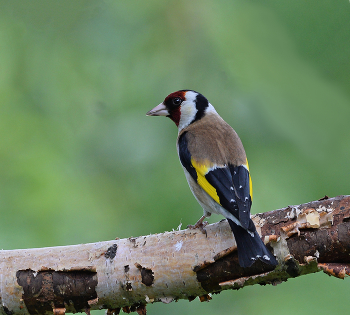 Щегол / птицы,щегол