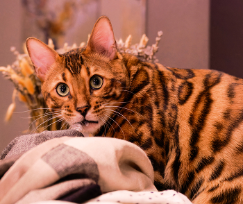 Котейка. / Застали врасплох. Жрëт фигню.