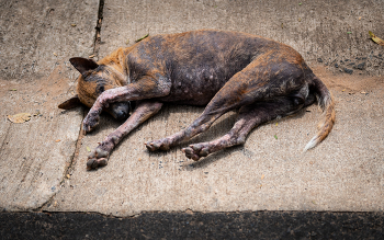 знай своё место / собаке собачья жизнь