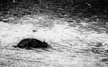 Иерархия бытия / ***