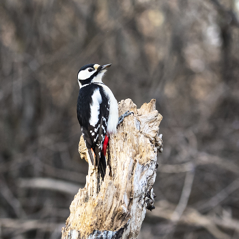 Большой пёстрый дятел (Самочка) / ***