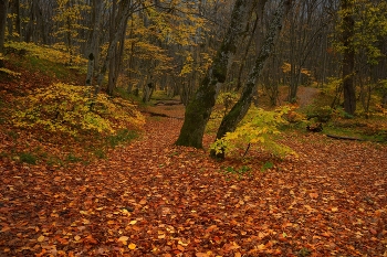 Осенний наряд / В лесу