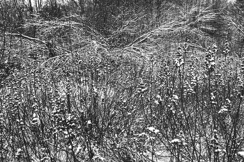 Жизнь вокруг / ***