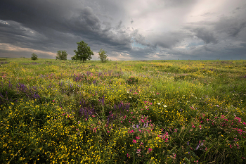 Степь цветущая / ***