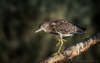 Гулёна / Молодая кваква с утра пораньше расхаживает по нависшей над водой ветви сухого дерева.
