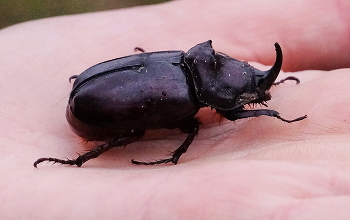 Носорог / ***