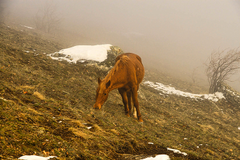 &nbsp; / Крым. Южный Демерджи. Декабрь 2008-го года