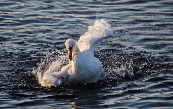 Рождественское омовение / ***