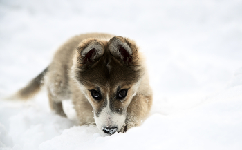 Найда / Месяц назад, пять совсем маленьких щенков подобрала молодая пара на обочине трассы, совсем малышей, выставили в группу ватсап, менее чем через двое суток люди разобрали всех, и мы взяли одного щенка, совсем маленькая, оказалась девочка, все щенки лайки.
отвезли родственникам в деревню, теперь высылают нам видео о проделках этой дамы, очень забавные. Спустя месяц навестили, подросла, ушки стоят, держат в доме. любит гулять и баловаться в снегу. Имя дали от слова "найденыш".