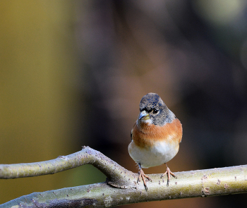&nbsp; / птицы, вьюрок