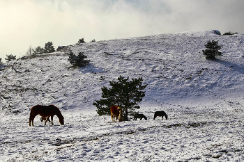 Зима на Южном Демерджи / Крым Южный Демерджи
