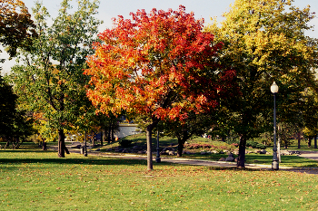 Новодевичьи пруды / Парк Новодевичьи пруды в Москве. Сентябрь 2011. Canon EOS A2; CANON LENS EF 50mm 1:1.8 II; BW F-Pro; Kodak Professional ProFoto XL 100.