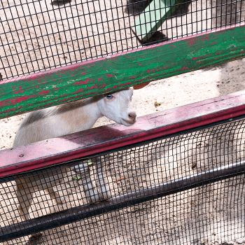 Свидание с осужденным / свидания связаны с необходимостью сохранения и поддержания социально полезных связей, которые, в свою очередь, являются мотивацией к исправлению и ресоциализации осужденного