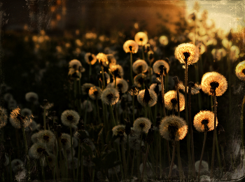 На краешке заката / ***