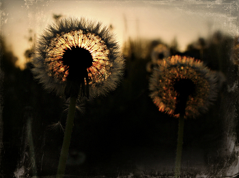 Последний закат / ***