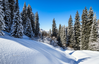 По новому снегу... / В горах Заилийского Алатау.